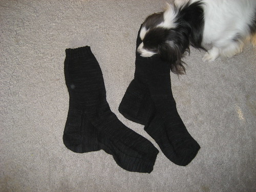 First knitty appearance of Toby our Papillon-mix on the blog with socks for N