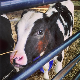 I'm in love with a baby cow! #farmanimals #babyanimals #cow #farmstand #newhampshire #toocute #love #farm #babycow