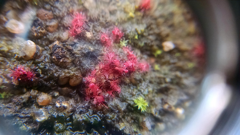 Drosera natalensis seedling closeup