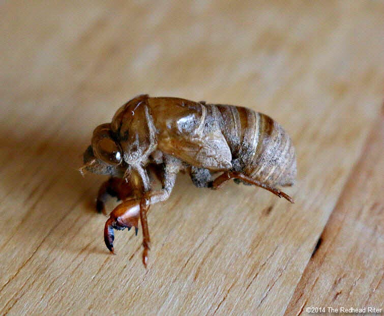 Cicadas, The Ugly Insect That Sheds