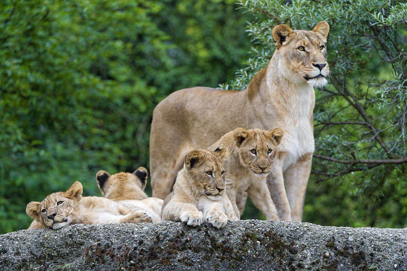 A lioness and 4 cubs