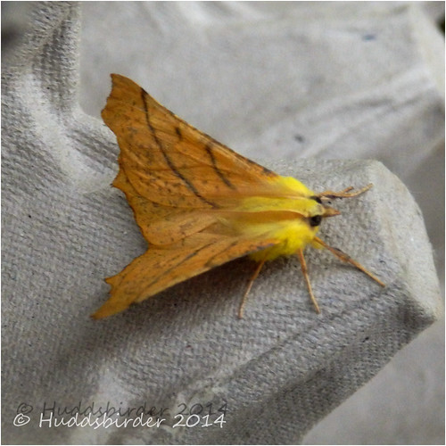 Canary shouldered Thorn