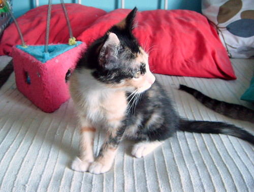 Kitty, exótica gatita tricolor de pelo semilargo, nacida en Abril´14, en adopción. Valencia. ADOPTADA. 14339123410_09d62394e7