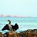 Formentera - bird