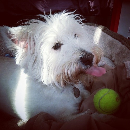 Oscar was just licking a tennis ball...