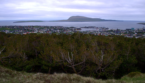 sea tree landscape island hill nólsoy