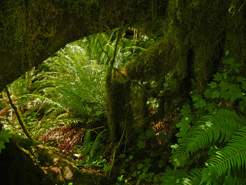 Hall of Mosses Trail in the Hoh Rainforest