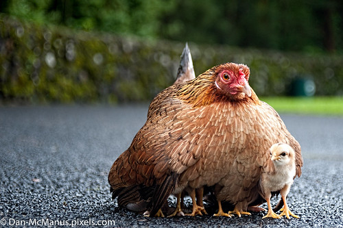 bird chicken sunrise hawaii oahu lookout chick chicks pali palilookout redjunglefowl
