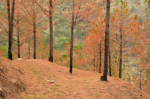 red india nature pinetree pine forest 35mm pineneedles uttaranchal needles tehrigarhwal uttarakhand d7000