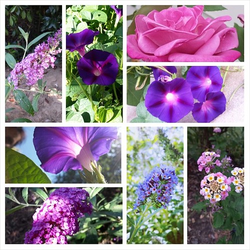 #summer #purple #flowers #gardening