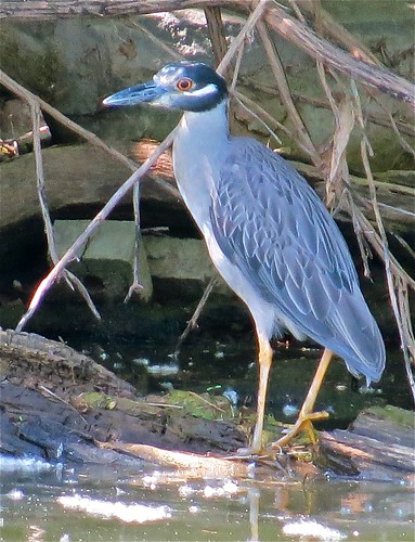 Yellow-crowned Night-heron at Kaufman Lake in Champaign, IL 11