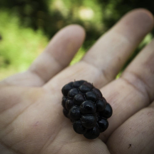 Blackberry Straight from the Bush