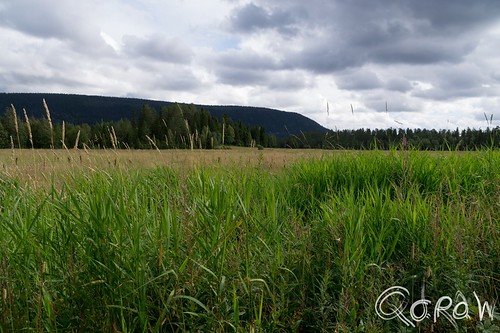 norway gras bergen hedmark fulufjälletsnationalpark floen innbygda