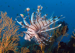 <img src="padi-diving-tiger-reef-golden-reef-tioman-island-malaysia.jpg" alt="PADI diving, Tiger Reef and Golden Reef, Tioman Island, Malaysia" />