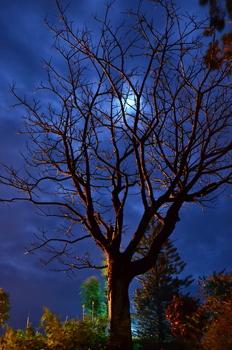 moon india tree mystery night landscape nikon lonely karnataka coorg madikeri southindia westernghats kodagu landscapephotography karnatakatourism mysticnight colorfulnight nikond7000 afsnikkor18105mmf3556gedvrswm