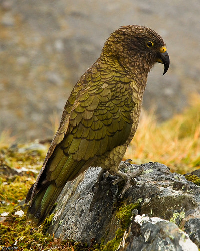 mountain bird parrot nz kea