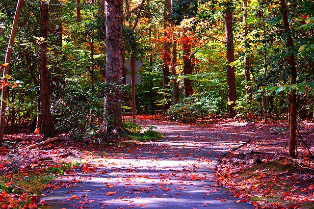 fall trail at Mason Neck State Park