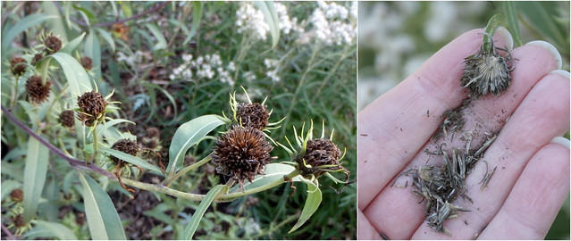 a stalk of many seed heads, and a hand with seeds and half a seed head
