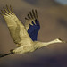 Sandhill Crane - 1st Place Published Images - Fred Lord