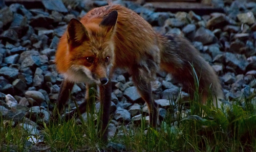 dog sunrise wildlife fox sigmazoom canon60d