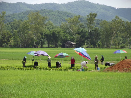 thailand rice paddy farming ricepaddies agriculture chiang rai paddies wiangchai raiwiang rungchiang
