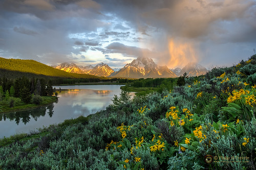 flowers plants mountains clouds sunrise dawn landscapes skies unitedstates scenic rivers snakeriver wildflowers wyoming mountmoran skyscapes moran hdr lupine naturephotography grandtetonnationalpark waterscapes landscapephotography mulesear gtnp oxbowbend mountainscapes pentaxk3 fingolfinphoto philipesterle