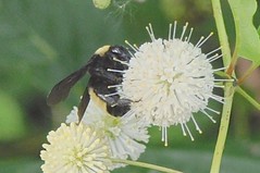 Black Tupelo Blossoms With Bumble Bee