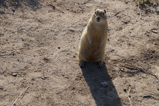 Ground Squirrel