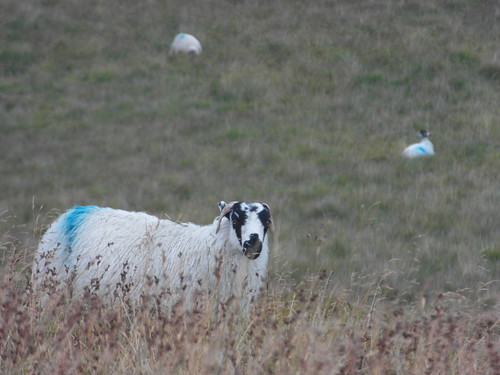 Sheep at Nicky Nook