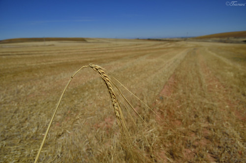 barley paisaje salamanca campos cebada