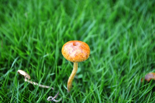wild mushroom nirmal