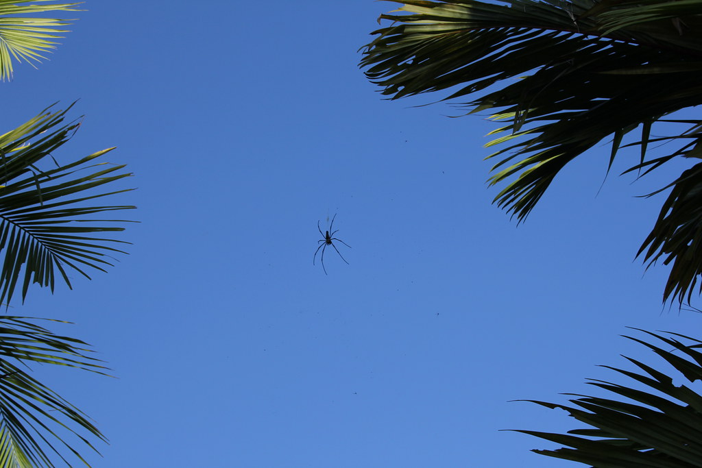 mission beach, ecoviilage resort, dunk island, licuala state forest, clump point, golden orb spider, lugger bay, cassowary, kennedy walking track