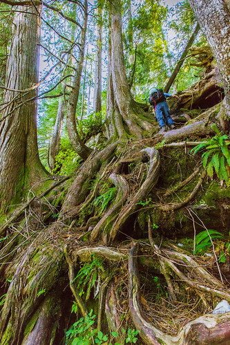 trees roots scramble wilbur lakeserene oldtrail