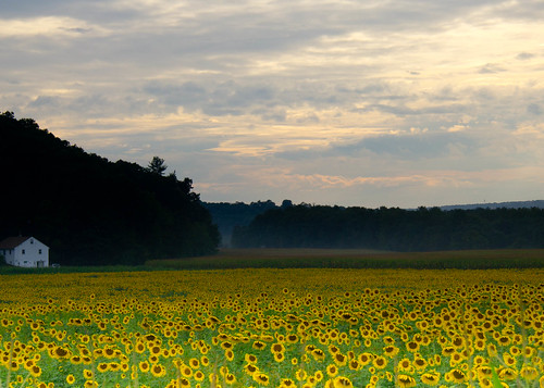 rural nj sunflowers