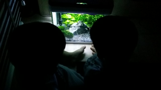 Jerry & Jerome, watching the fishes in the dark 