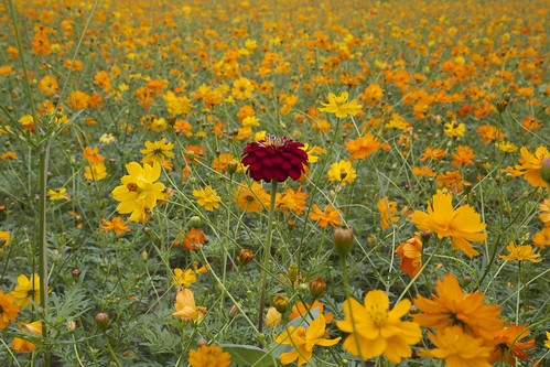flowers red orange field yellow canon nc durham northcarolina single 6d 24105mm durhamfreeway hwy147