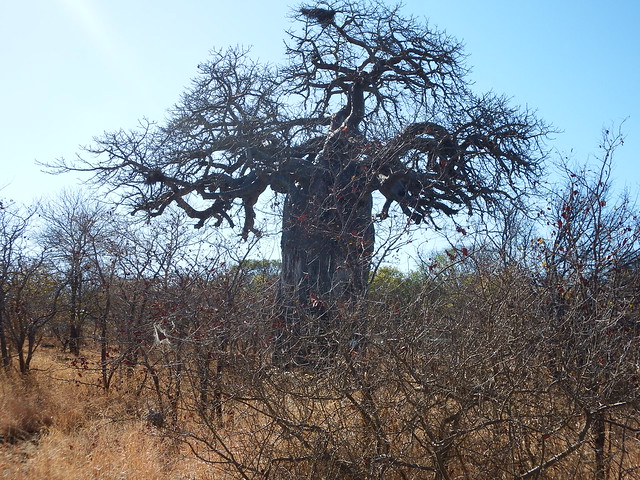 Letaba Y Visita A Mopani + Olifants - Sudáfrica 2014: Ballenas Y 8 Días En Kruger (7)