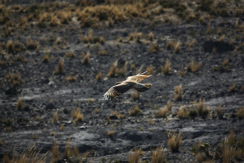 bird peru southamerica perù sudamerica uccello rapaz rapace americadelsur reservanacionalpampasgaleras