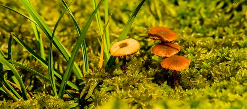 nature mushroom norway sony natur sopp gulen sonyslta58
