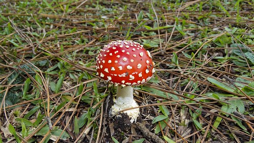 foto natural natureza bonito beleza fotografia amanitamuscaria cogumelo amanita imagem belo cogumelos registro parchen carlosparchen mataboi fradedesapo