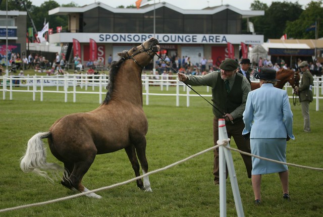 Welsh Ponies