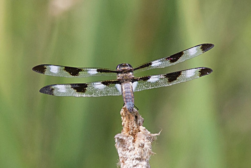insect dragonfly michigan odonata libellulapulchella twelvespottedskimmer