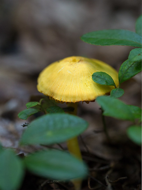 mushroom29