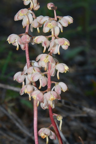 california pink plants usa plant alps west flower america pacific northwest north trinity norcal wildflower pnw pyrola