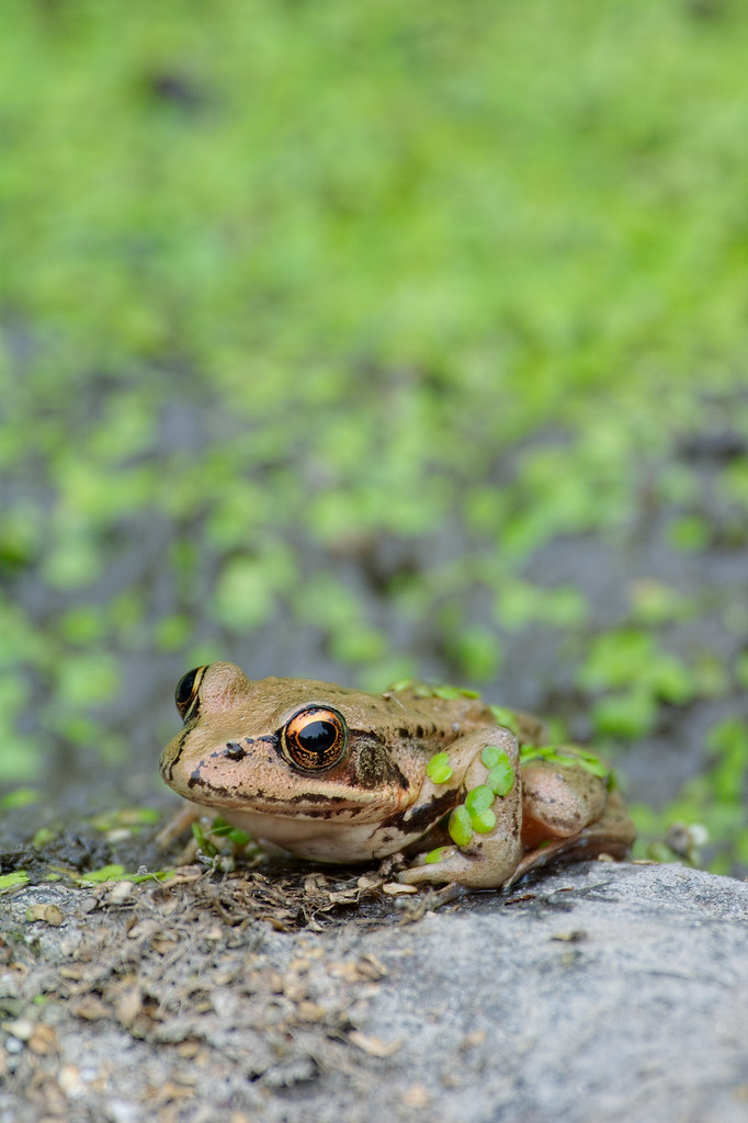A red-legged frog sits on a rock beside duckweed-filled water