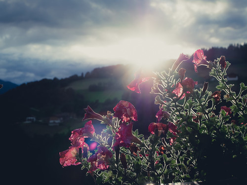 italien sunset sky mountain flower backlight olympus sunray trentinosüdtirol omdem5 mzuikopro mzuikodigitaled12‑40mm128 versein
