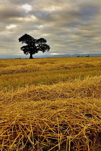 sky tree field landscape scotland oak sony perthshire harvest straw perth alpha