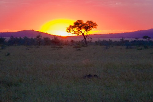 africa tree sunrise tanzania dawn safari