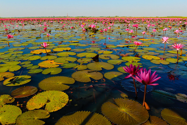udon thani, small cities to visit, off the beaten path, thailand, red lotus sea, water lillies