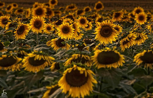 flowers sun faces crowd sunflowers farms onone donaldson